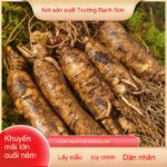 Đặc sản Đông Bắc Nhân Sâm tươi núi Trường Bạch